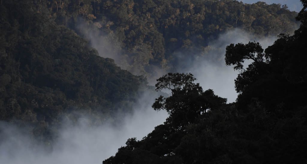 Bosque Nublado de Mindo