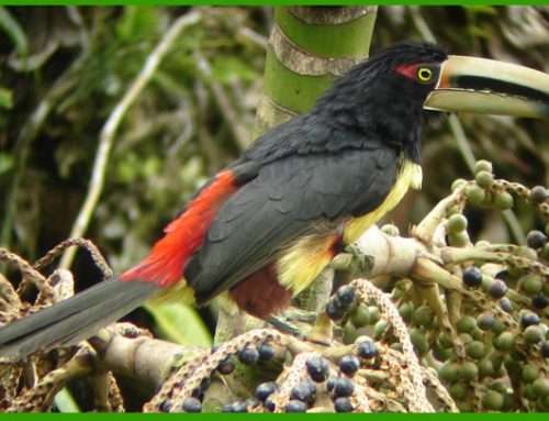 Tour Aves – Ruta Cordillera San Lorenzo